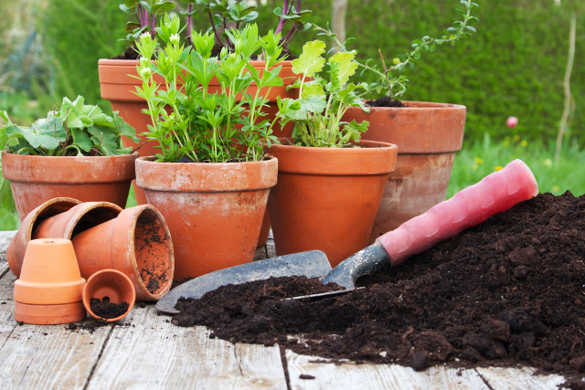 Die beliebtesten Wintergartenpflanzen